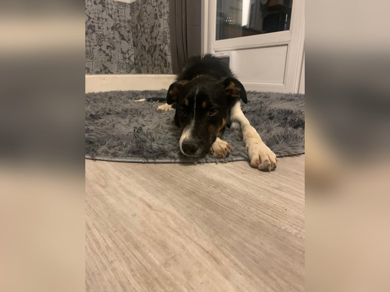 Zero: was für ein toller Junghund