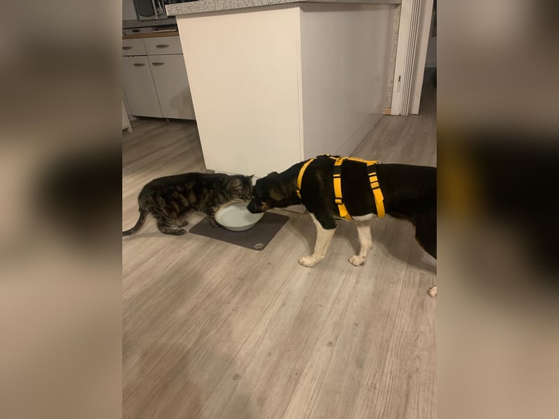 Zero: was für ein toller Junghund