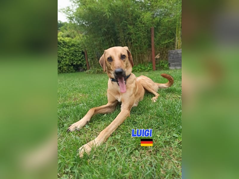 NOTFALL! Luigi - aufgeweckt und freundlich