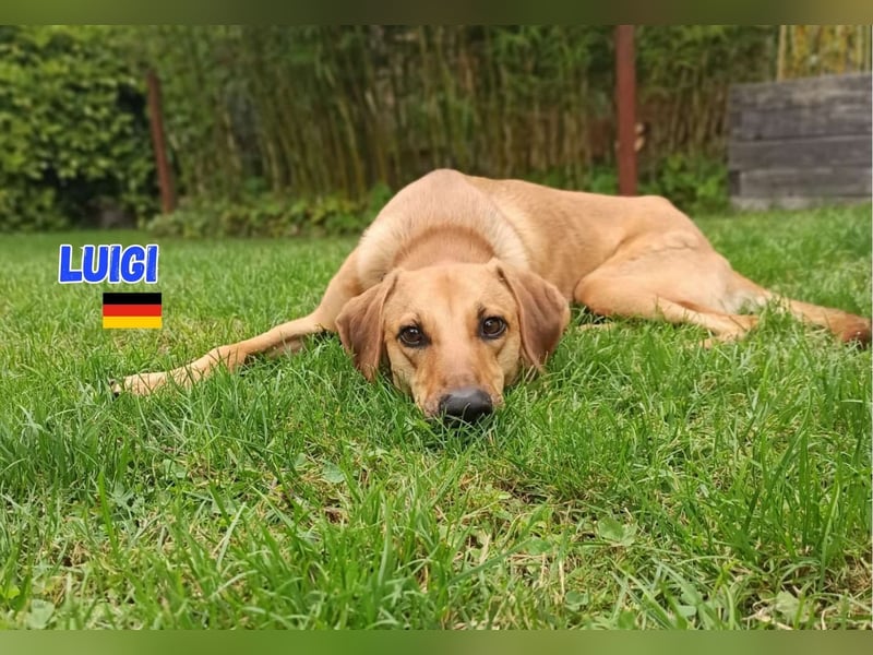 Luigi - aufgeweckt und freundlich; NOTFALL!