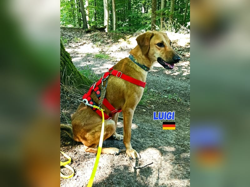 NOTFALL! Luigi - aufgeweckt und freundlich