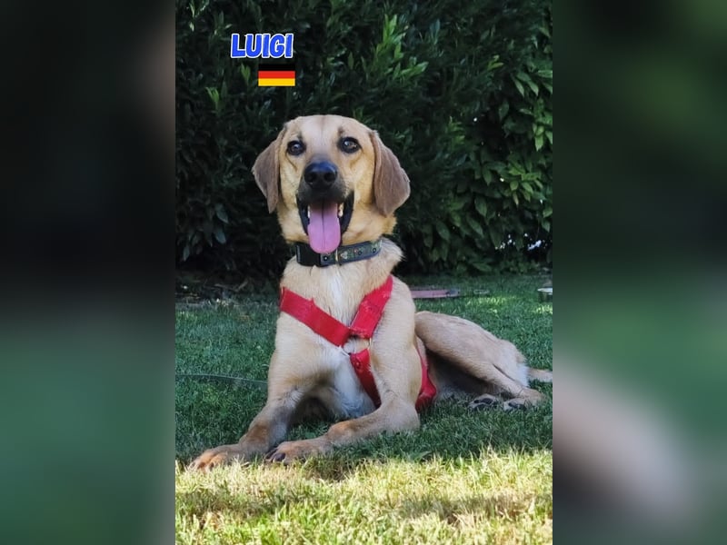 NOTFALL! Luigi - aufgeweckt und freundlich