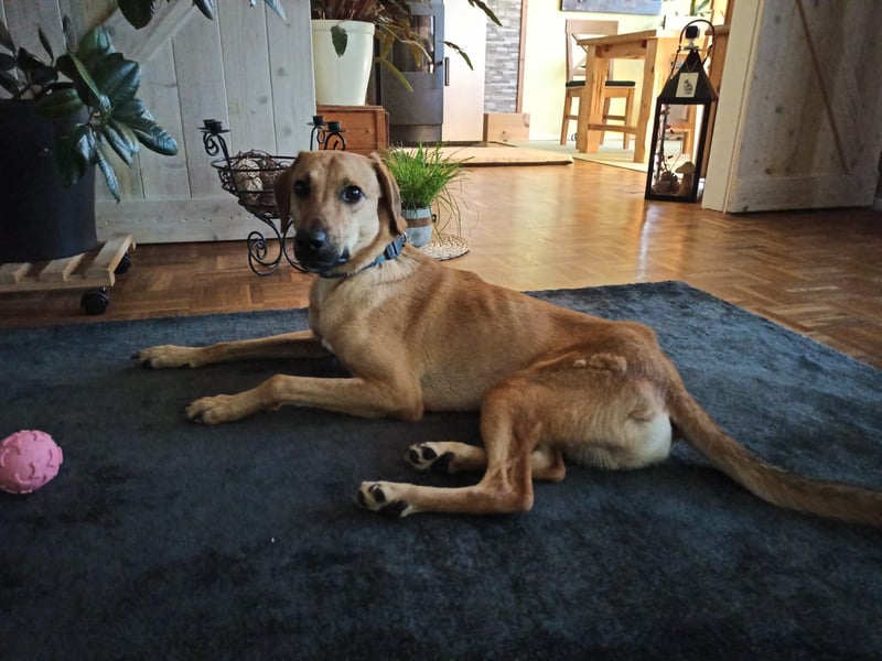 Luigi - aufgeweckt und freundlich; NOTFALL!