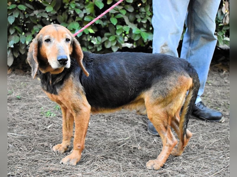 Cimbro - Ab jetzt nur noch Liebe, Goldstaub und Sonnenschein