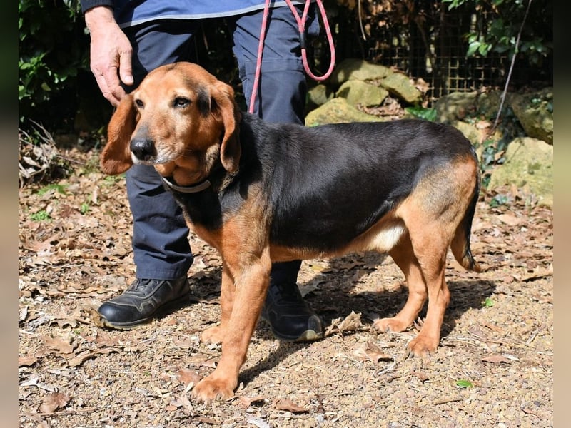 Cimbro - Ab jetzt nur noch Liebe, Goldstaub und Sonnenschein