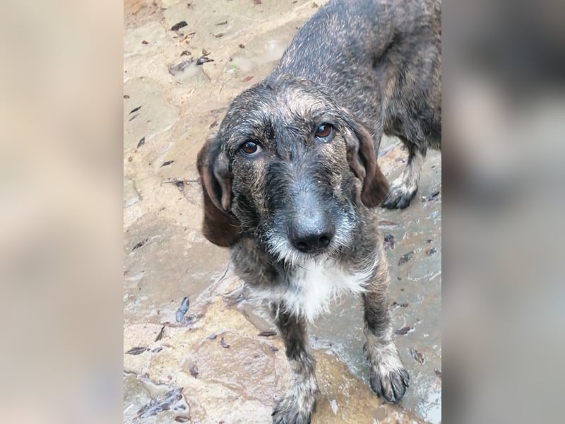 Kira - Ultraliebe Hündin sucht dringend Anschluss