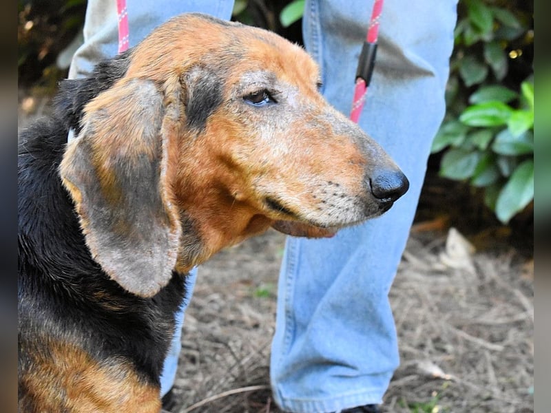Cimbro - Ab jetzt nur noch Liebe, Goldstaub und Sonnenschein