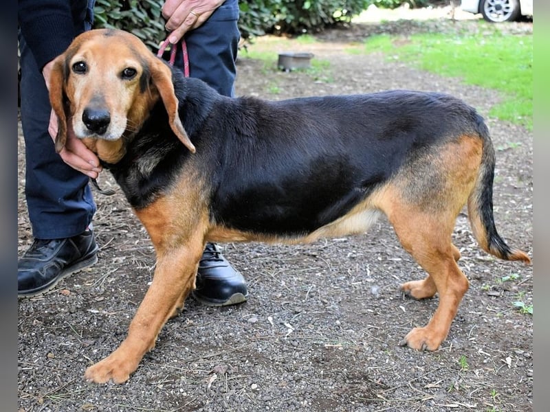 Cimbro - Ab jetzt nur noch Liebe, Goldstaub und Sonnenschein