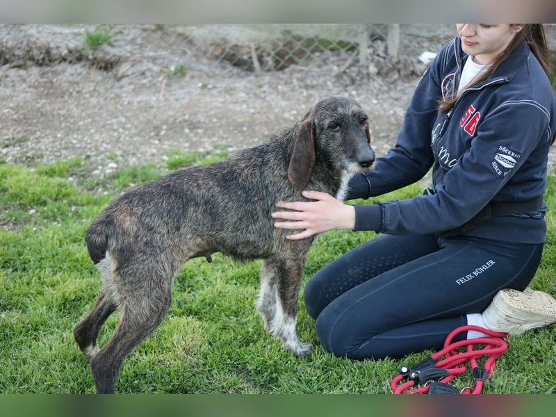 Kira - Ultraliebe Hündin sucht dringend Anschluss