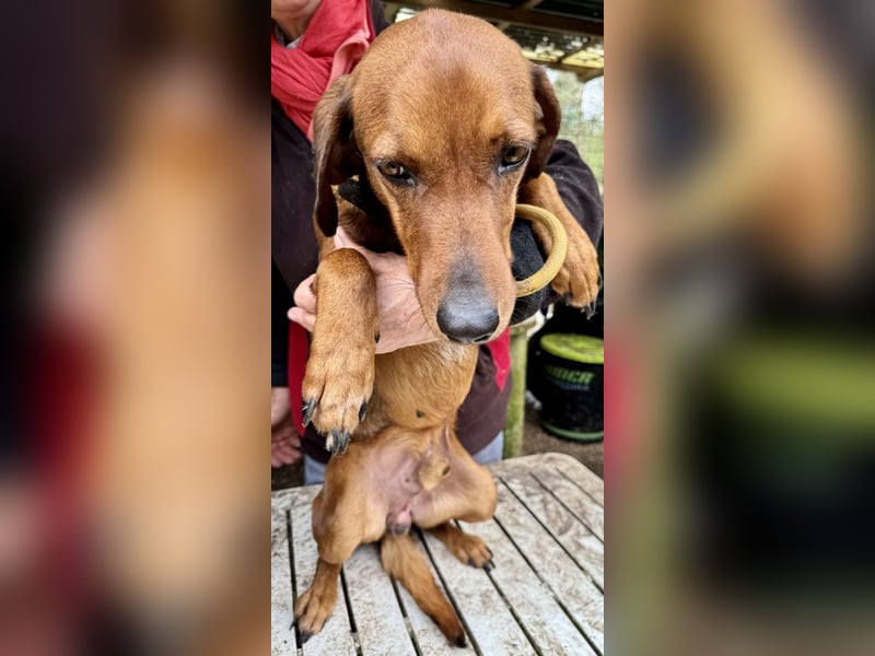 Gavin - Wenn selbst die italienische Polizei eingreift ....