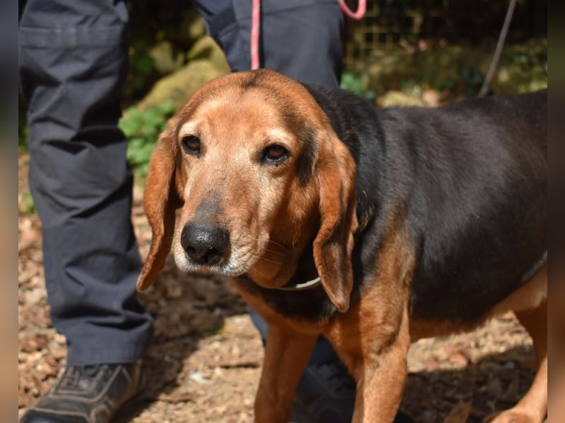 Cimbro - Ab jetzt nur noch Liebe, Goldstaub und Sonnenschein