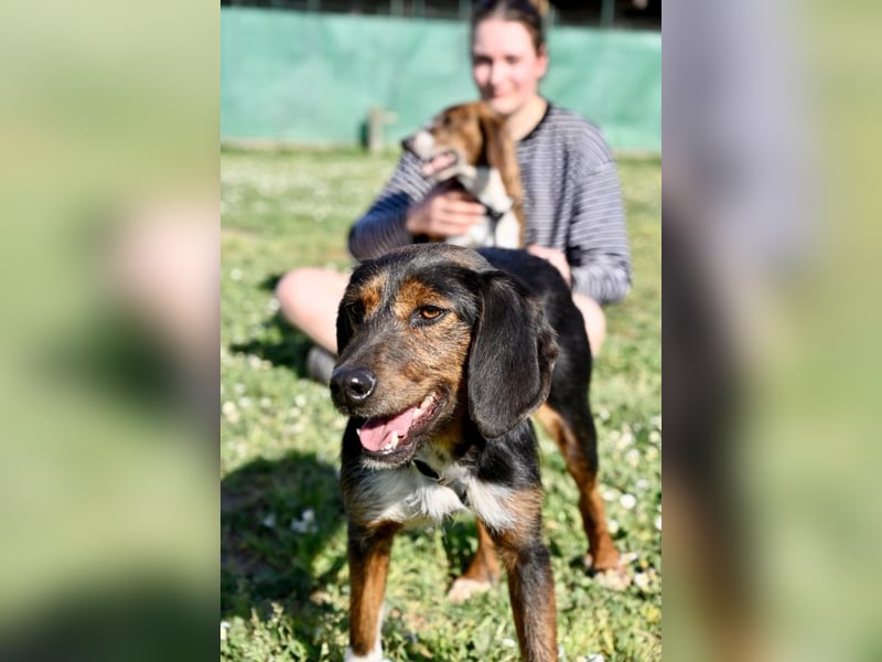 Gio - aussortiert - und immer noch bereit, jemandem ihr Herz zu verschenken