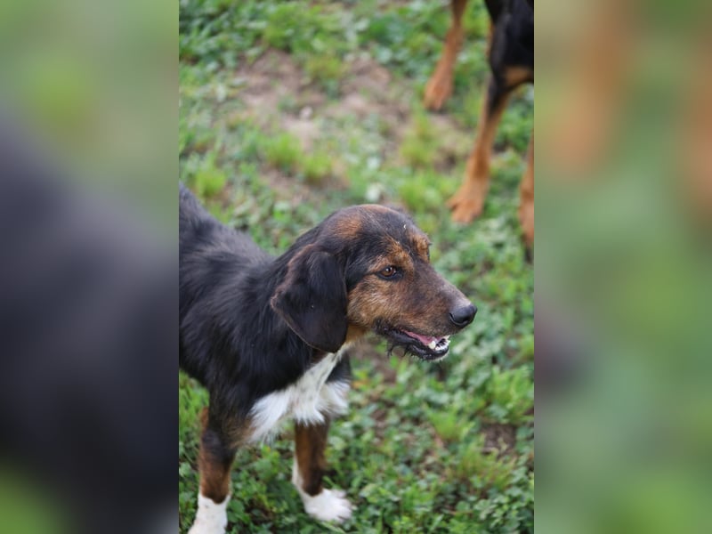 Gio - (Dringend Pflegestelle oder Zuhause gesucht) aussortiert - und immer noch bereit.....