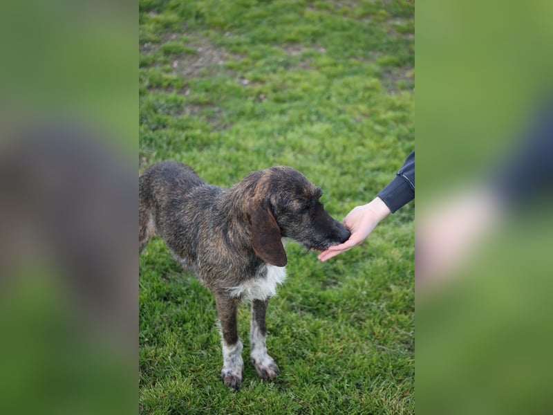 Kira - Ultraliebe Hündin sucht dringend Anschluss