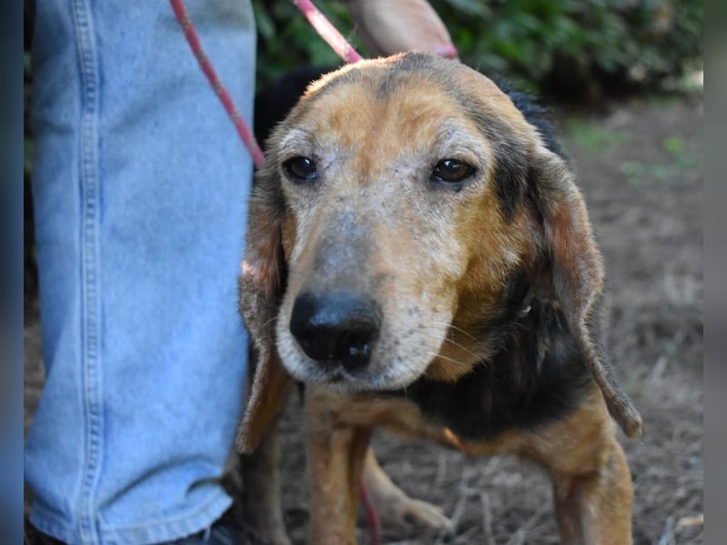 Cimbro - Ab jetzt nur noch Liebe, Goldstaub und Sonnenschein