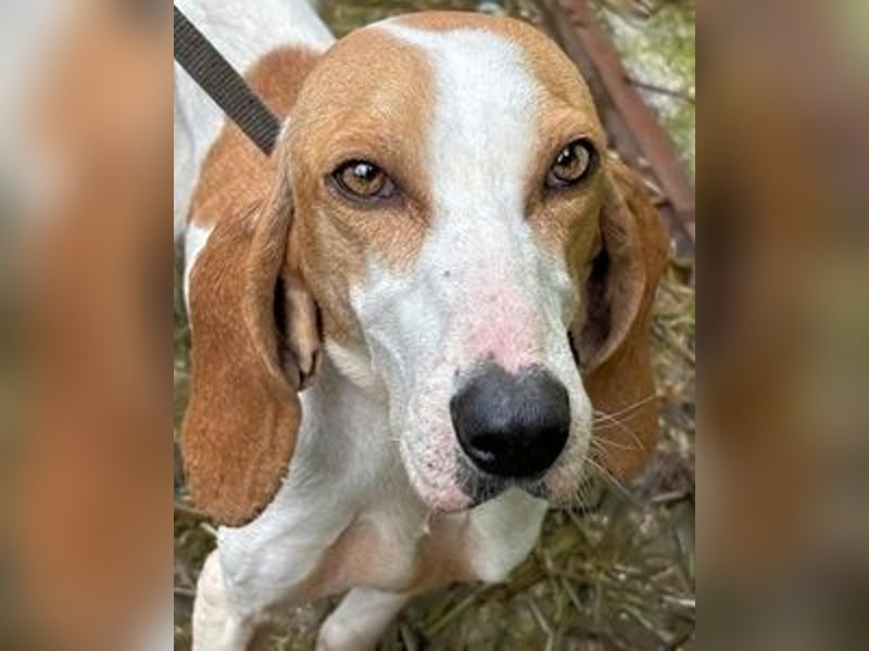 Deva - Die Sache mit dem Regen, der Traufe und einem Leben