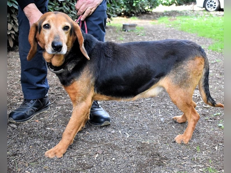 Cimbro - Ab jetzt nur noch Liebe, Goldstaub und Sonnenschein