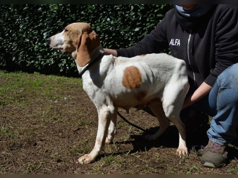 Deva - Die Sache mit dem Regen, der Traufe und einem Leben