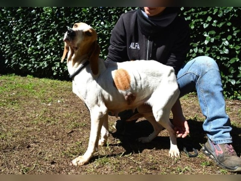 Deva - Die Sache mit dem Regen, der Traufe und einem Leben