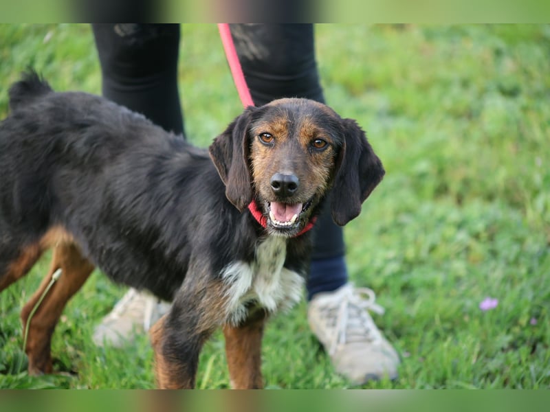 Gio - (Dringend Pflegestelle oder Zuhause gesucht) aussortiert - und immer noch bereit.....