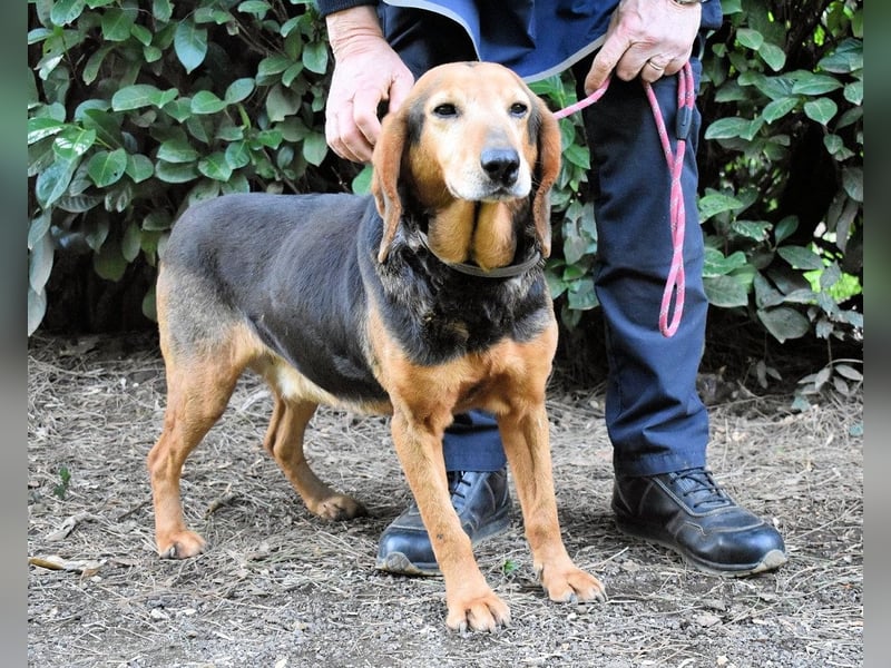 Cimbro - Ab jetzt nur noch Liebe, Goldstaub und Sonnenschein