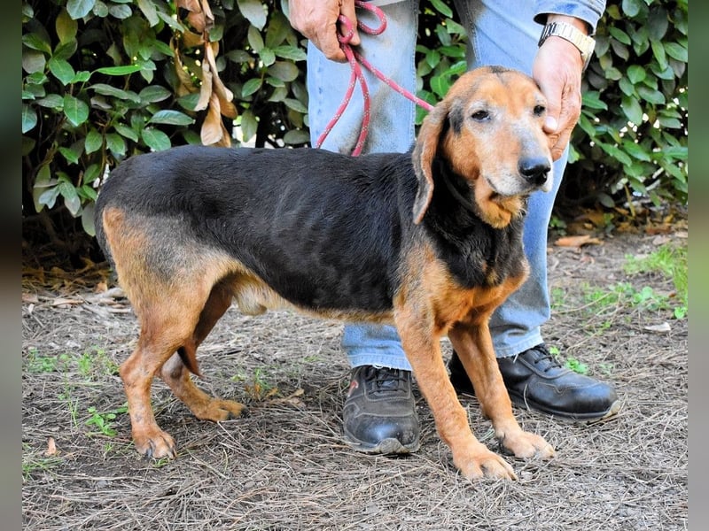 Cimbro - Ab jetzt nur noch Liebe, Goldstaub und Sonnenschein