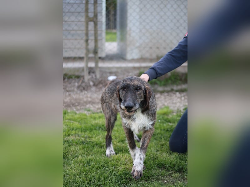 Kira - Ultraliebe Hündin sucht dringend Anschluss