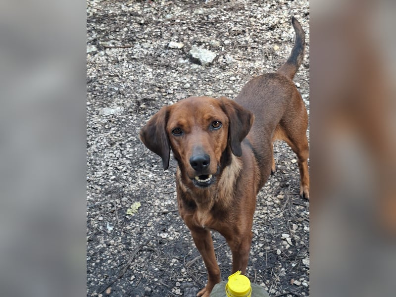 Gavin - Wenn selbst die italienische Polizei  ....