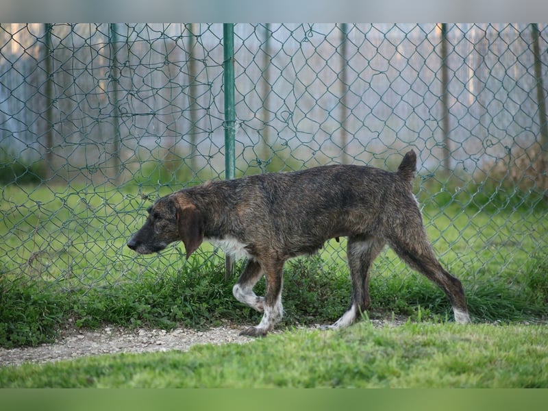 Kira - Ultraliebe Hündin sucht dringend Anschluss