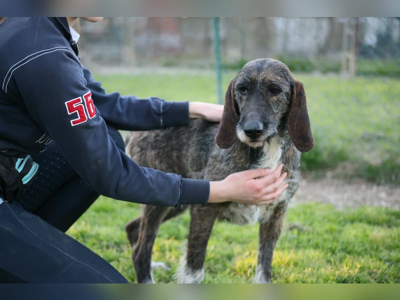 Kira - Ultraliebe Hündin sucht dringend Anschluss