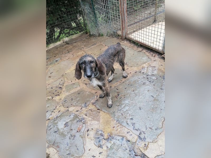 Kira - (Dringend Zuhause oder Pflegestelle gesucht) Ultraliebe Hündin sucht dringend Anschluss