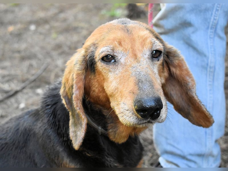 Cimbro - Ab jetzt nur noch Liebe, Goldstaub und Sonnenschein