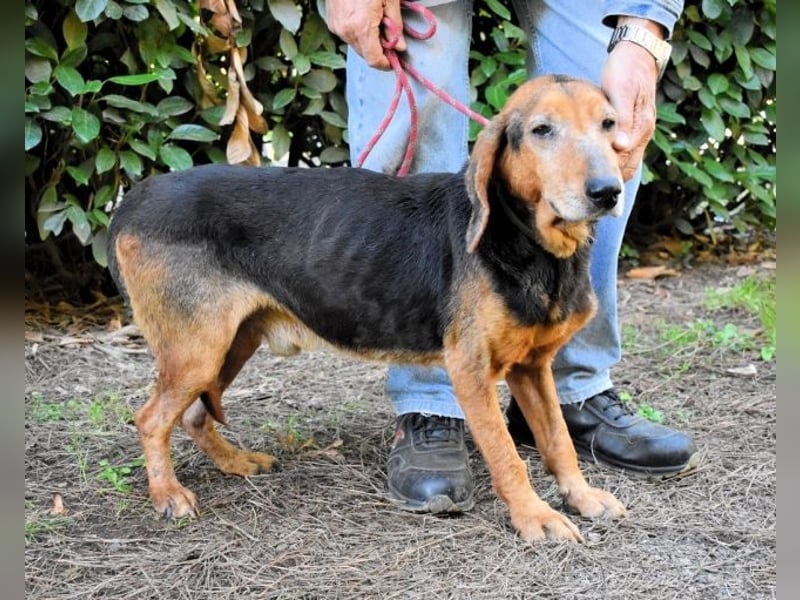 Cimbro - Ab jetzt nur noch Liebe, Goldstaub und Sonnenschein