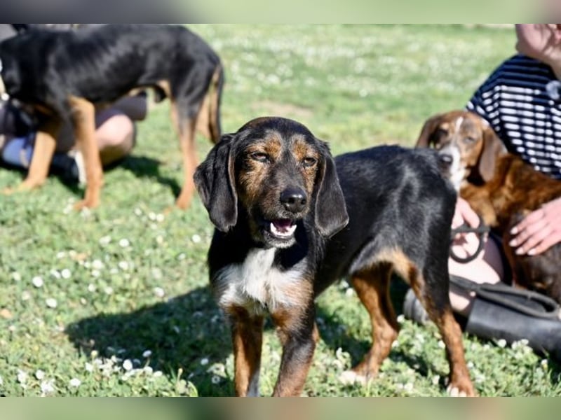 Gio - aussortiert - und immer noch bereit, jemandem ihr Herz zu verschenken