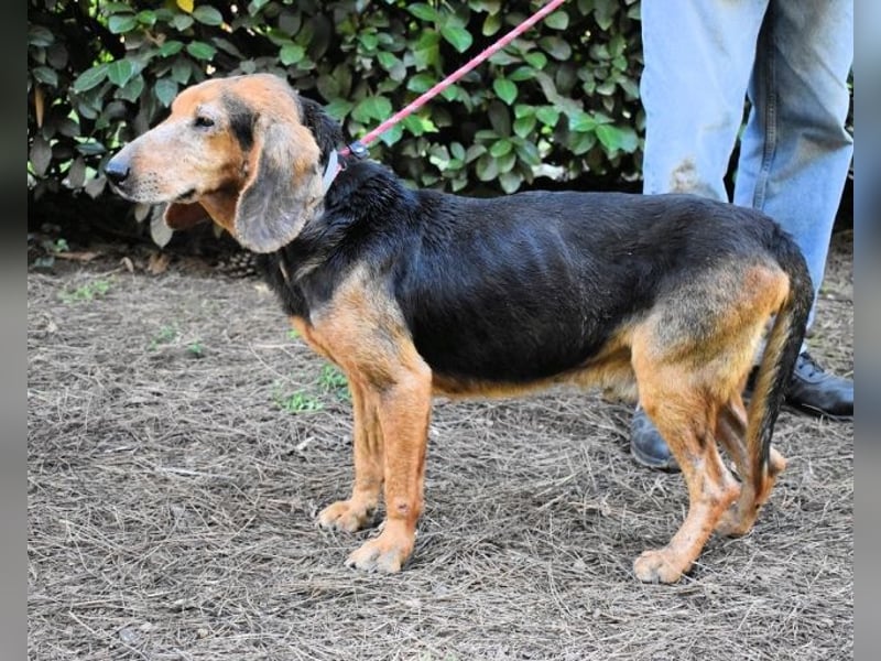 Cimbro - Ab jetzt nur noch Liebe, Goldstaub und Sonnenschein
