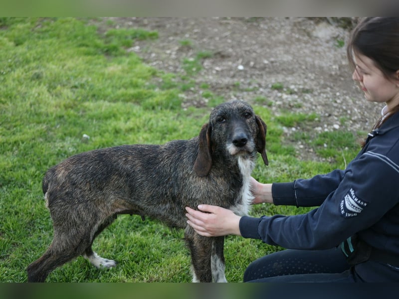 Kira - Ultraliebe Hündin sucht dringend Anschluss