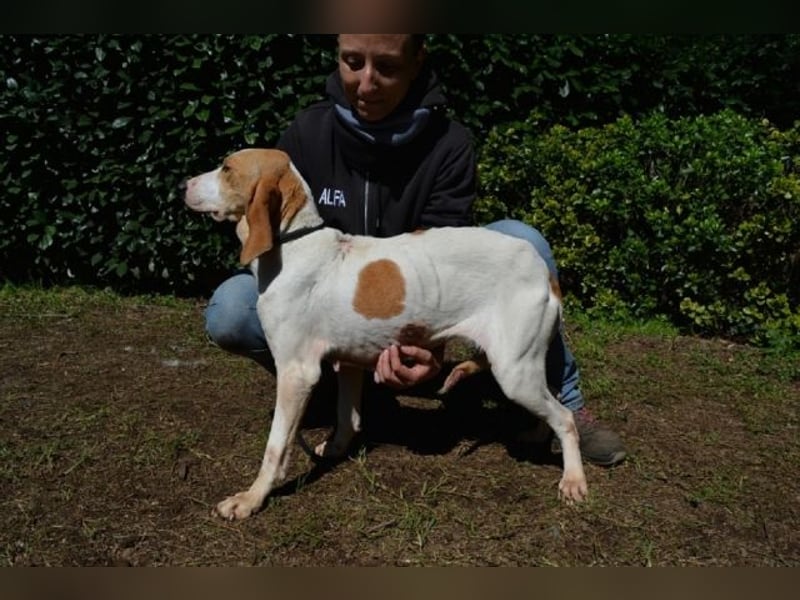 Deva - Die Sache mit dem Regen, der Traufe und einem Leben