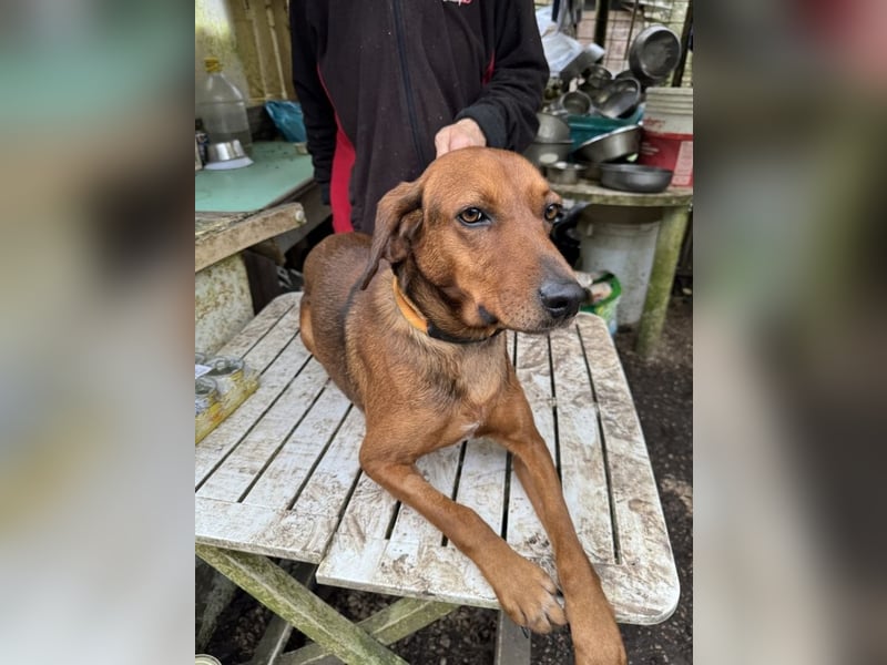 Gavin - Wenn selbst die italienische Polizei eingreift ....