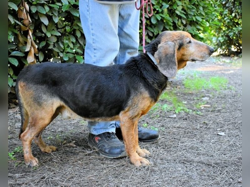 Cimbro - Ab jetzt nur noch Liebe, Goldstaub und Sonnenschein