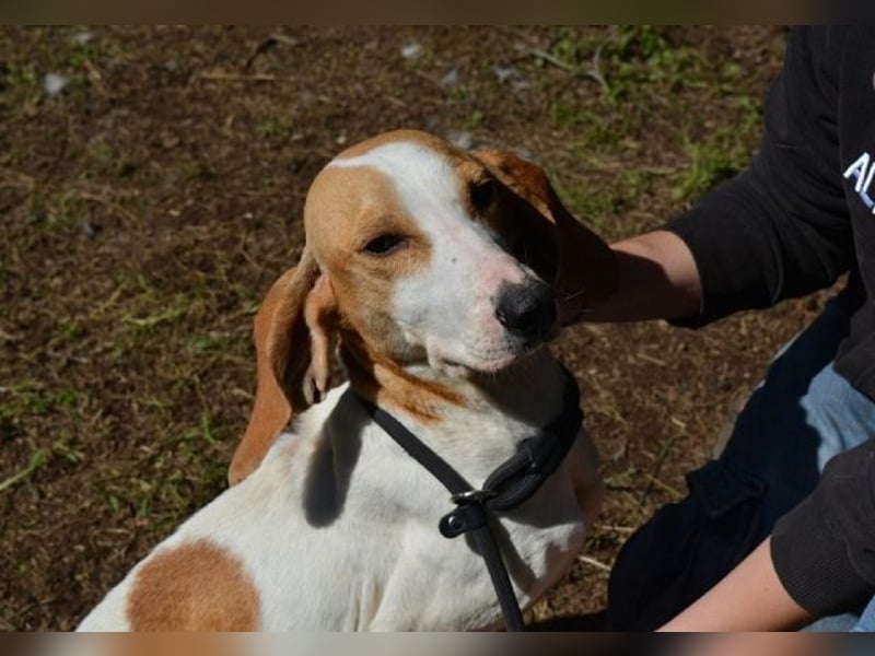 Deva - Die Sache mit dem Regen, der Traufe und einem Leben