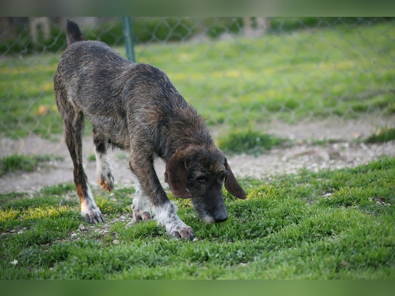 Kira - Ultraliebe Hündin sucht dringend Anschluss