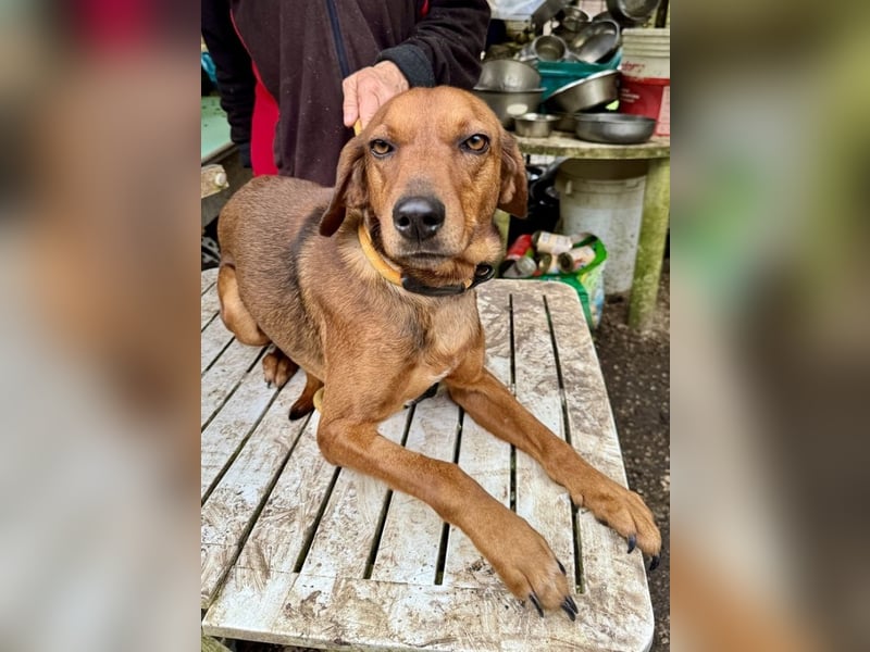 Gavin - Wenn selbst die italienische Polizei eingreift ....