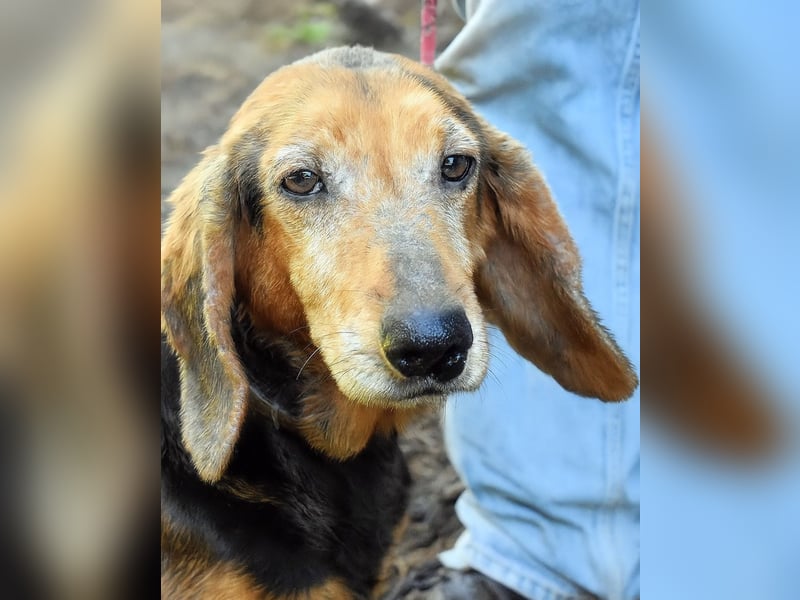 Cimbro - Ab jetzt nur noch Liebe, Goldstaub und Sonnenschein