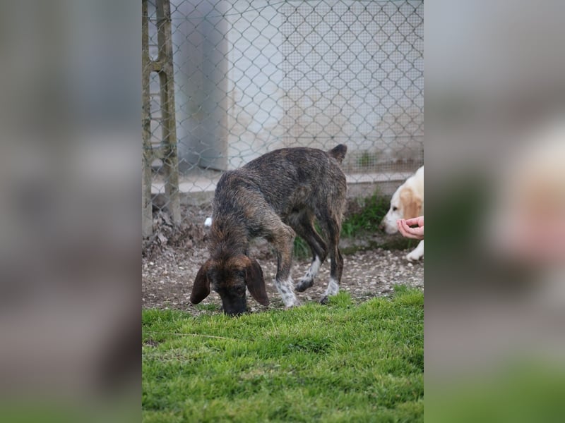 Kira - Ultraliebe Hündin sucht dringend Anschluss