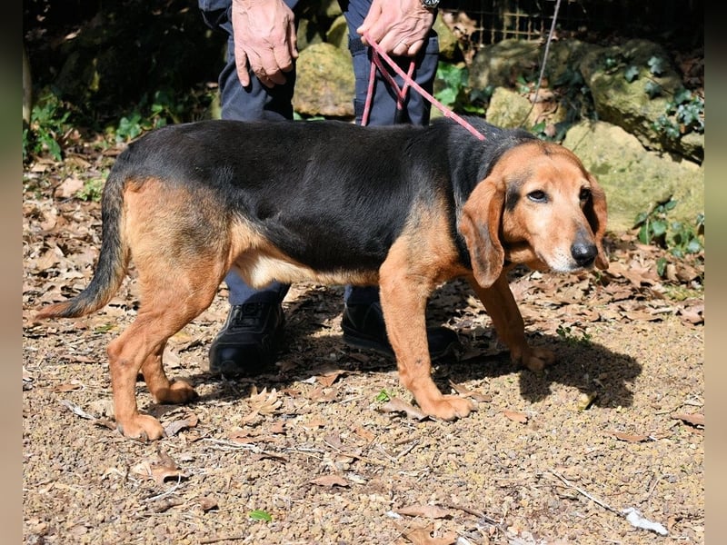 Cimbro - Ab jetzt nur noch Liebe, Goldstaub und Sonnenschein