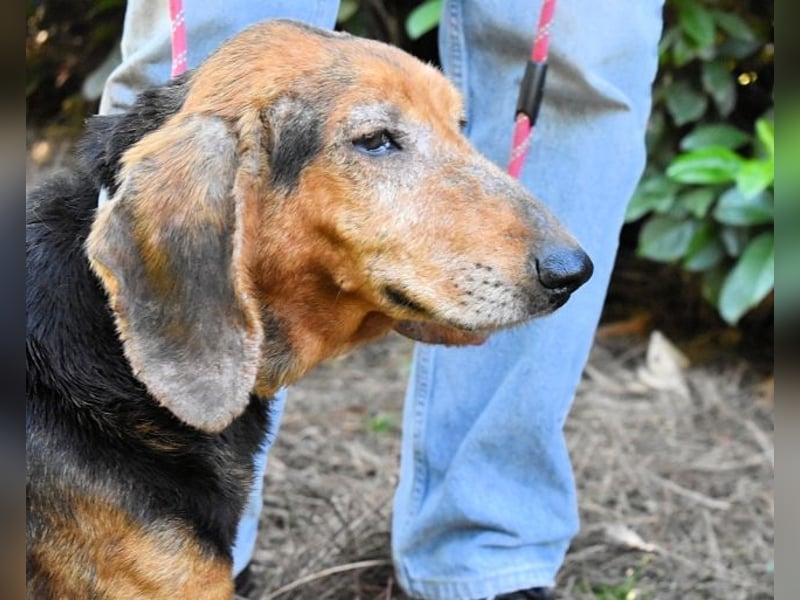 Cimbro - Ab jetzt nur noch Liebe, Goldstaub und Sonnenschein