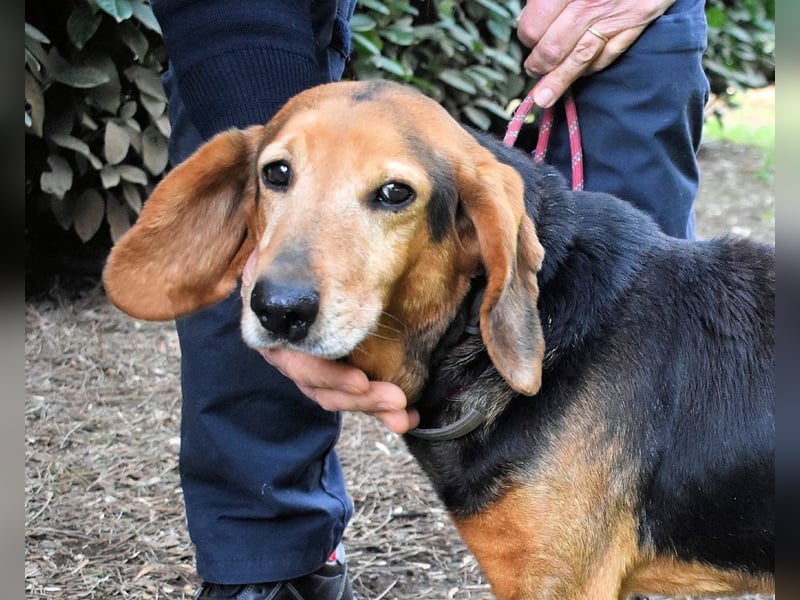Cimbro - Ab jetzt nur noch Liebe, Goldstaub und Sonnenschein