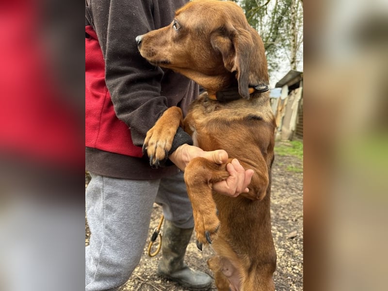 Gavin - Wenn selbst die italienische Polizei eingreift ....
