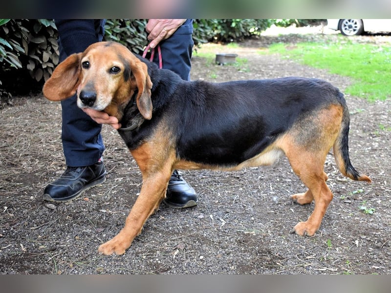 Cimbro - Ab jetzt nur noch Liebe, Goldstaub und Sonnenschein