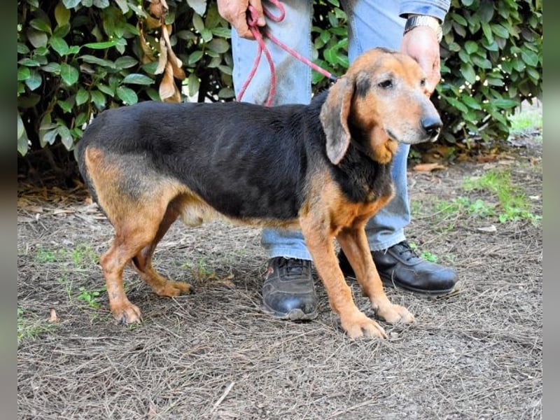 Cimbro - Ab jetzt nur noch Liebe, Goldstaub und Sonnenschein